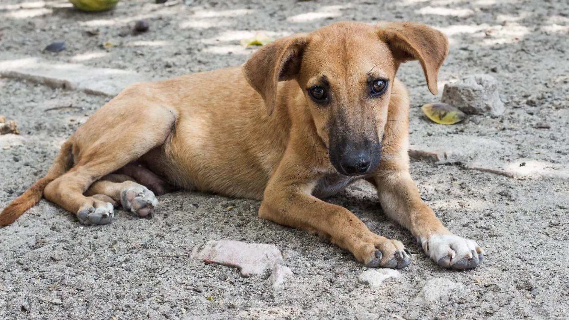 Justicia para perros maltratados 1